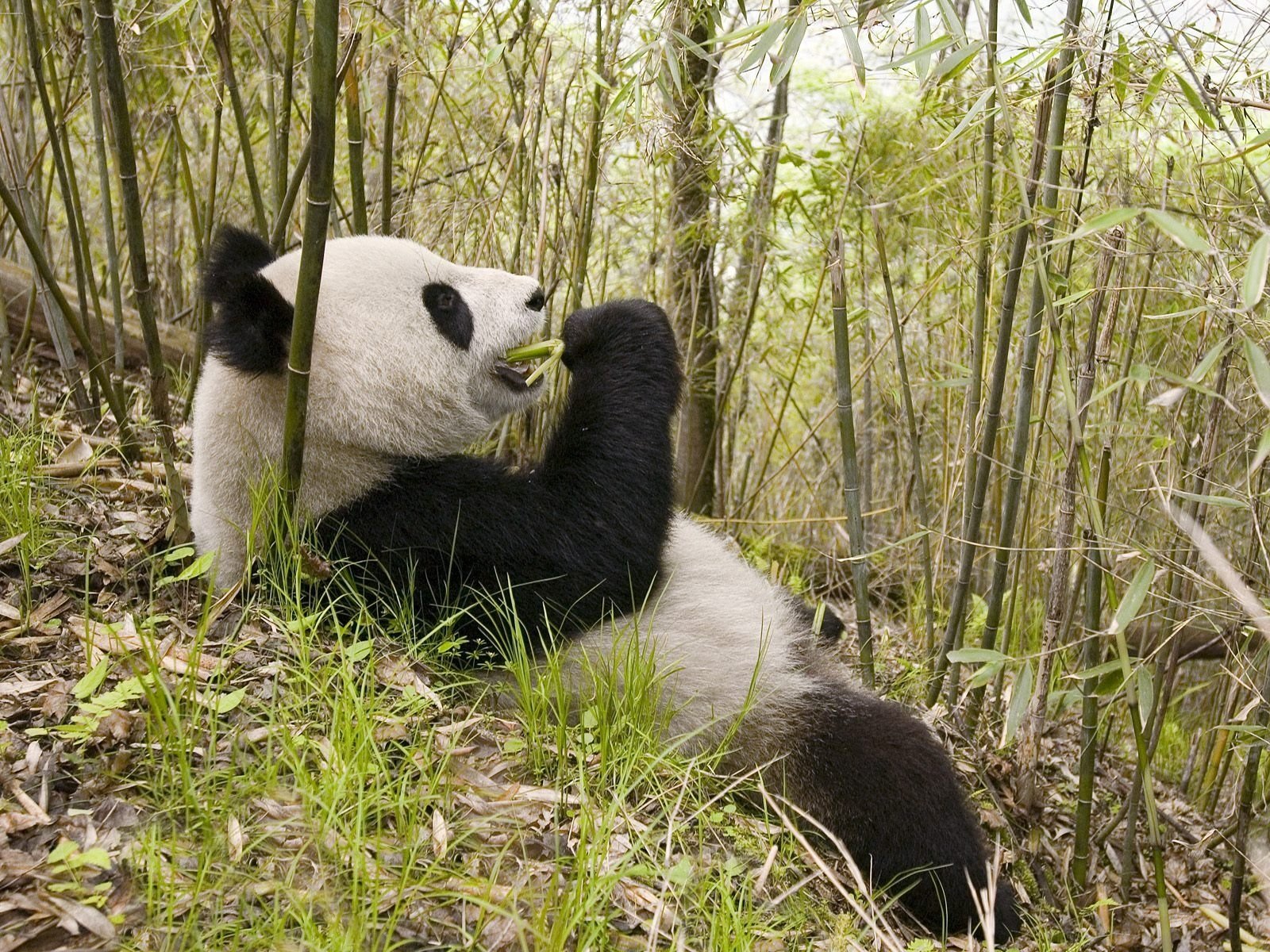 bambú oso de peluche almuerzo hojas panda