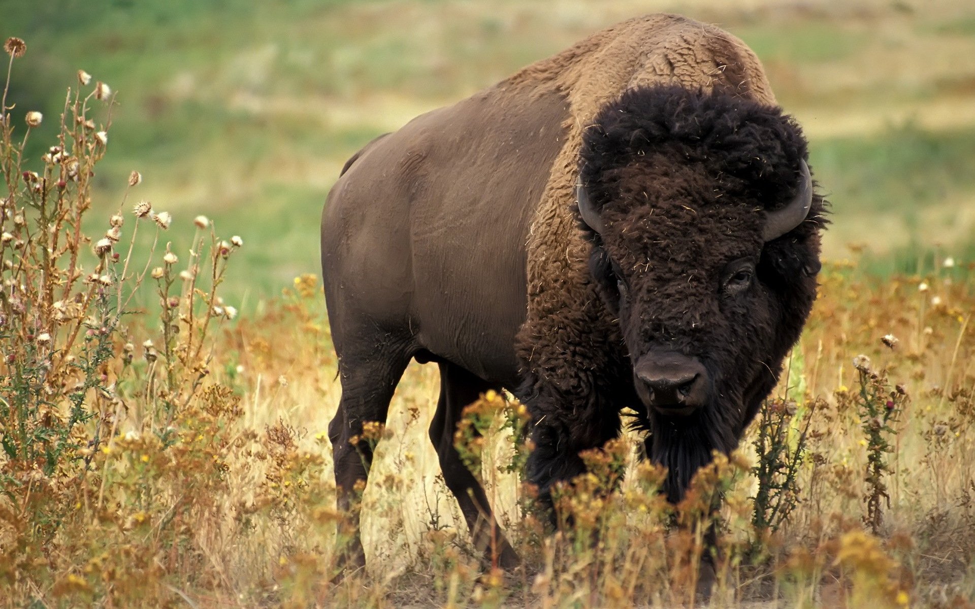 búfalo artiodáctilo cuernos hierba