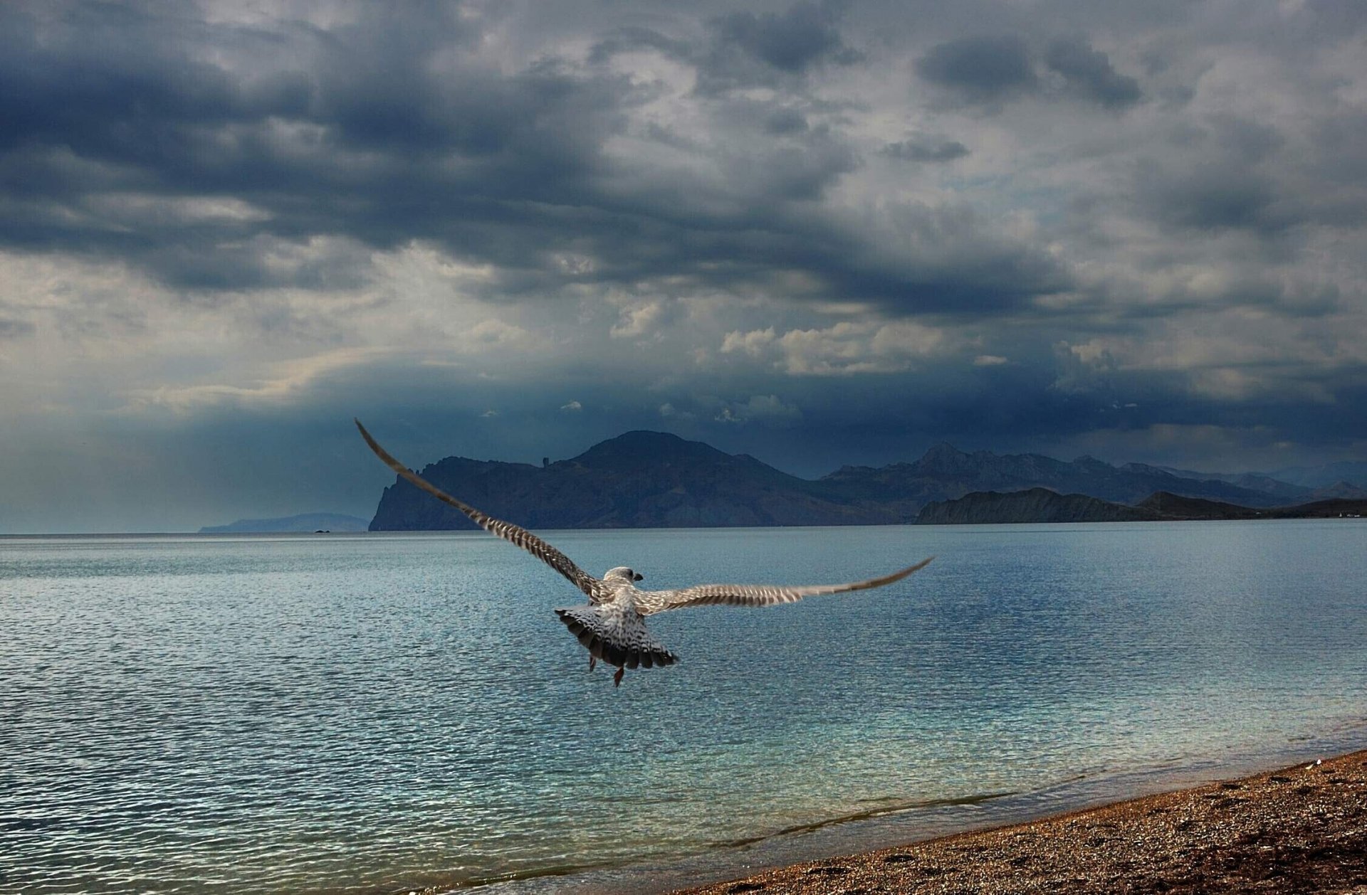 crimea nero mare gabbiano spiaggia montagne