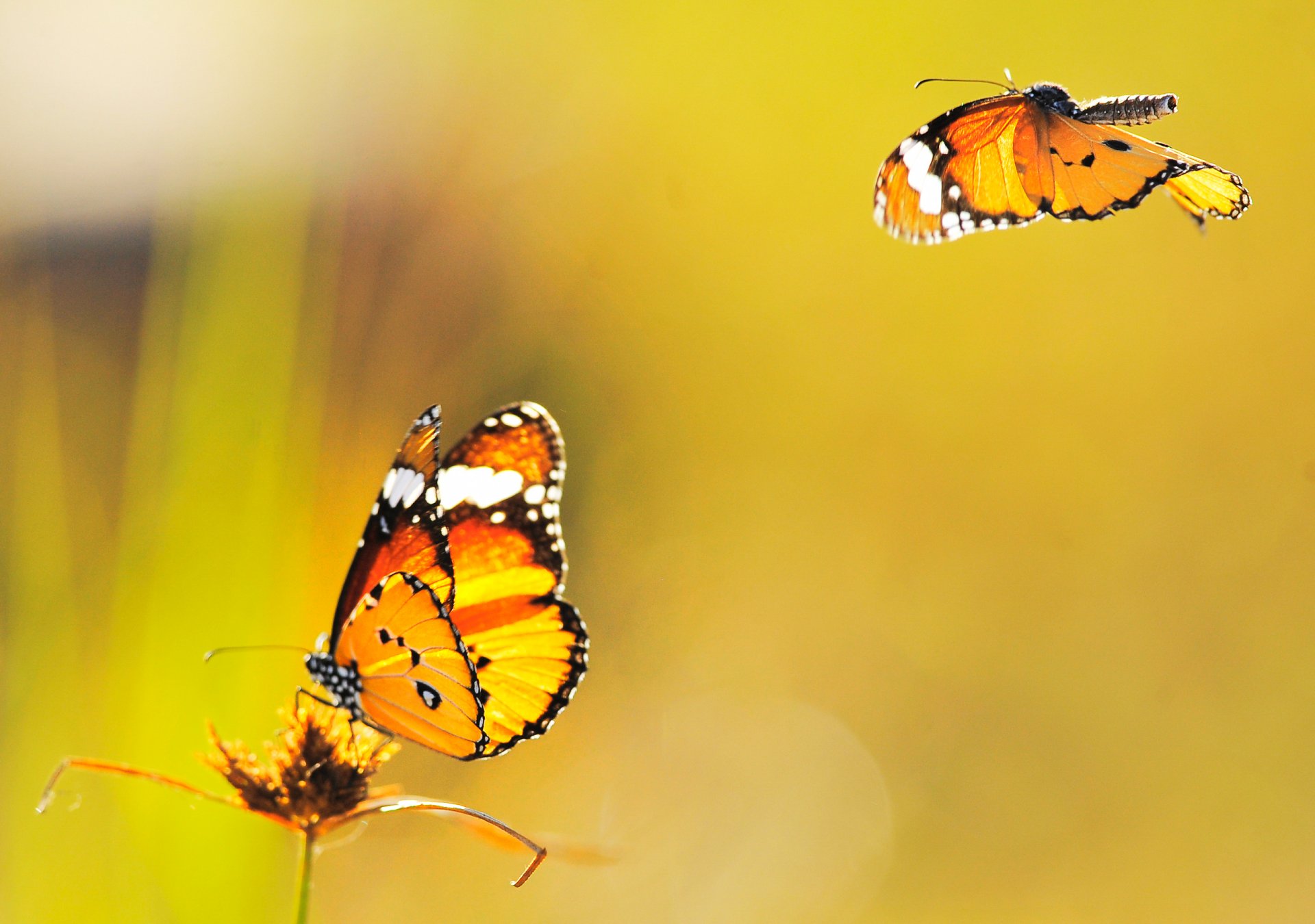 farfalle sfondo volare