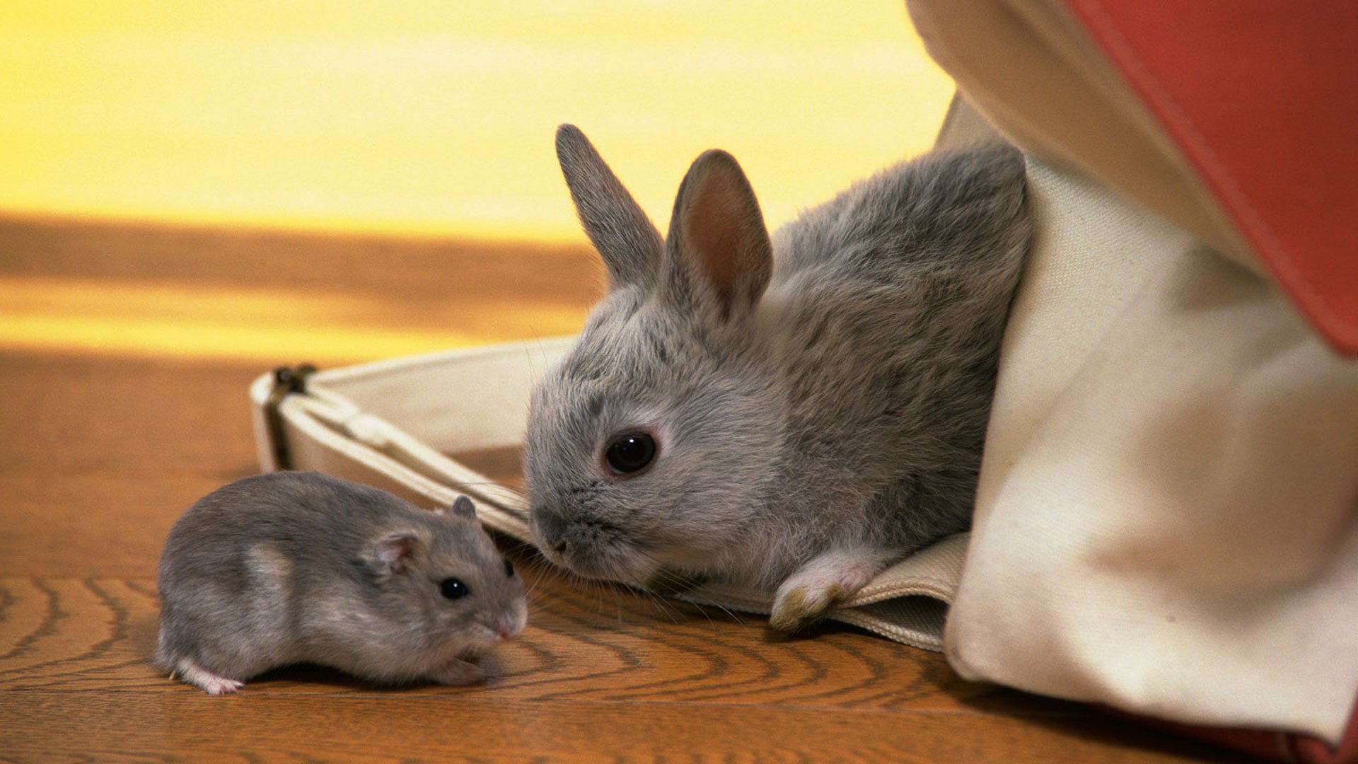 lapin hamster gris enfants