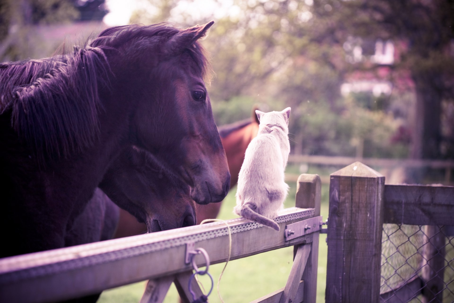 caballo gato blanco amistad cerca jardín verano animales olivia bell