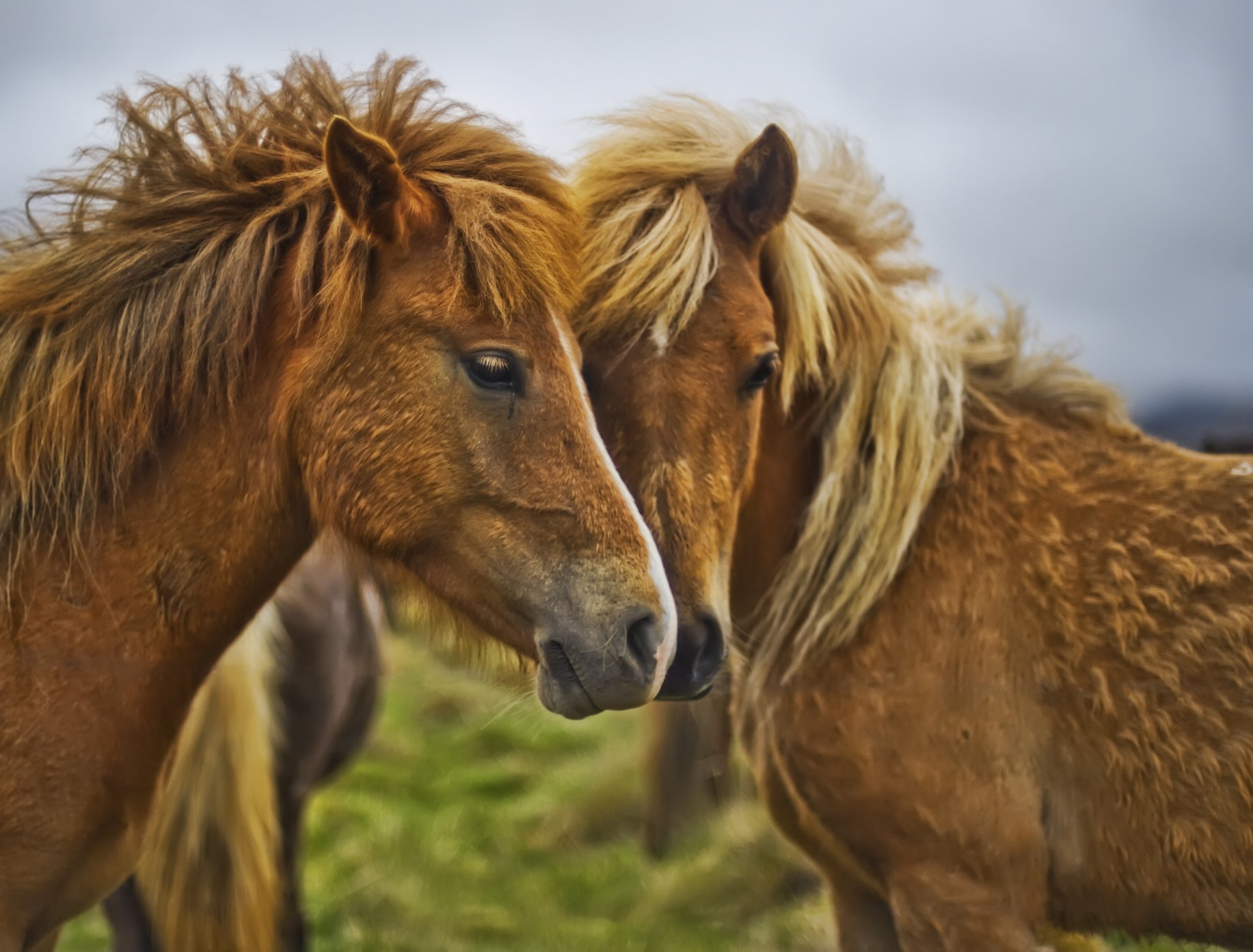 chevaux proximité crinière