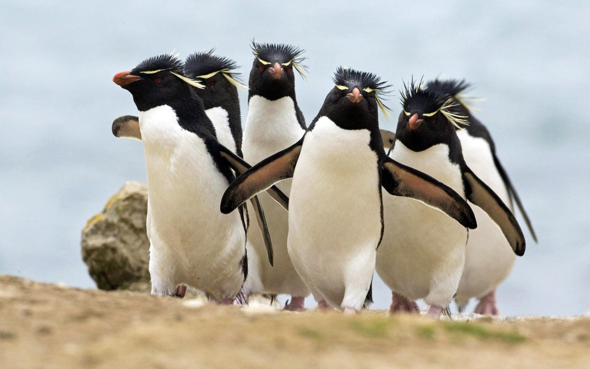 penguins birds crested penguins rockhopper penguins rocky penguin