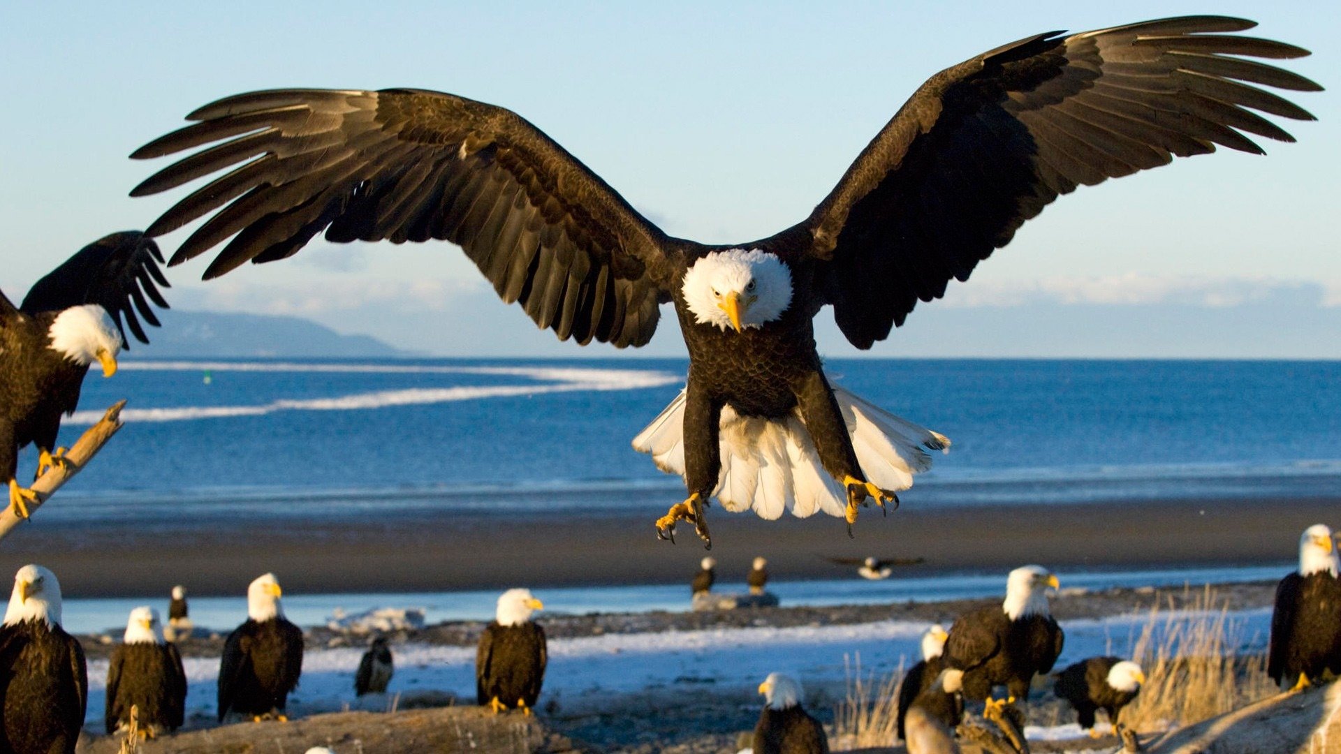 oiseaux aigle mer atterrissage ailes