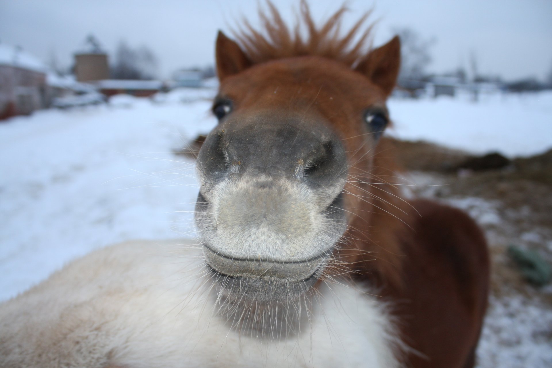 pony rosso grigio soddisfatto inverno naso baffi