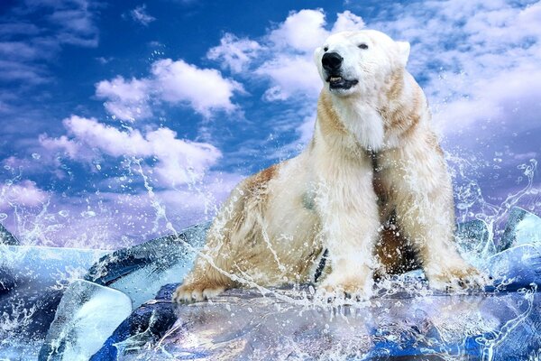 Белый медведь на голубой льдине