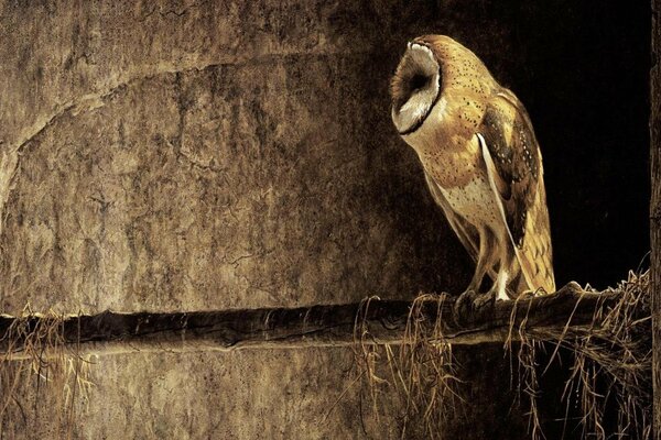 A dense owl on a tree branch