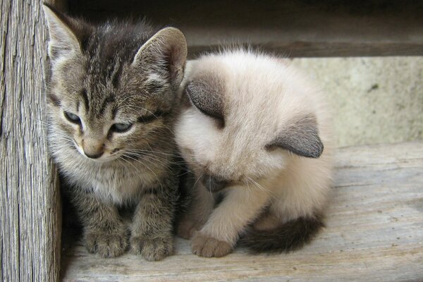 Gray and white kitten are friends