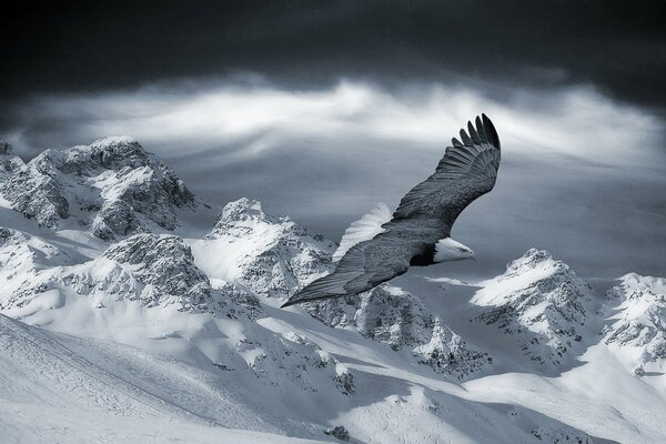 Black and white image of an eagle hovering over the mountains