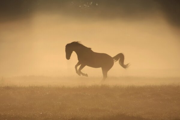 Un caballo en la niebla de la mañana