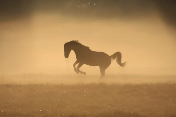 Un cheval qui se jette dans la brume matinale