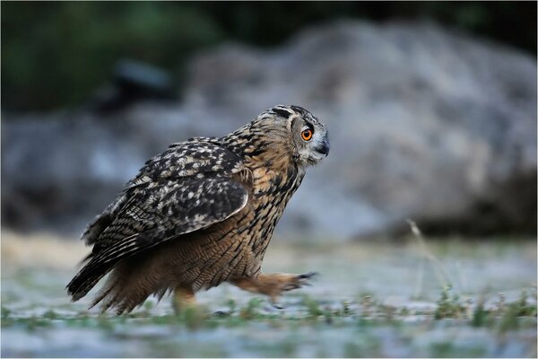 Marcher sur le sol hibou moelleux