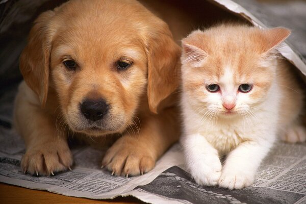 A red-haired puppy and a kitten lying on a newspaper