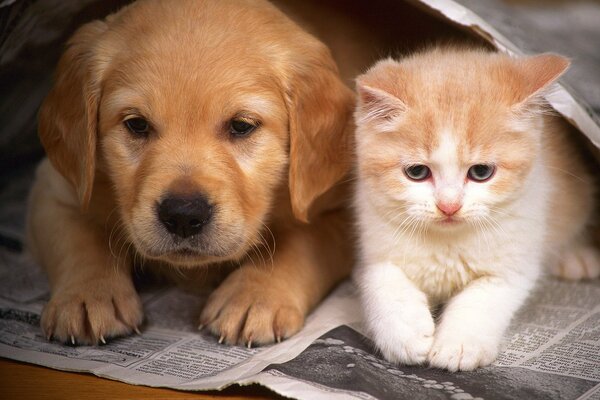 Рыжий щенок и котёнок, лежащие на газете
