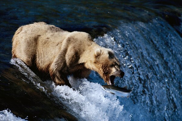 Ein Bär am Fluss fängt Fische