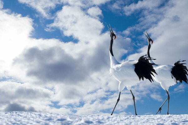 Japanese cranes couple sky