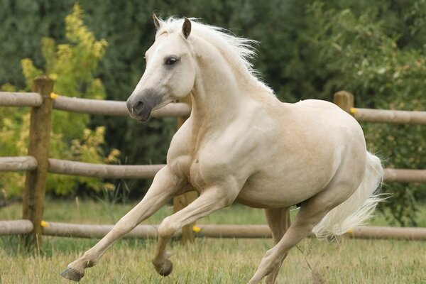 Ein weißes Pferd reitet im Galopp auf dem Rasen