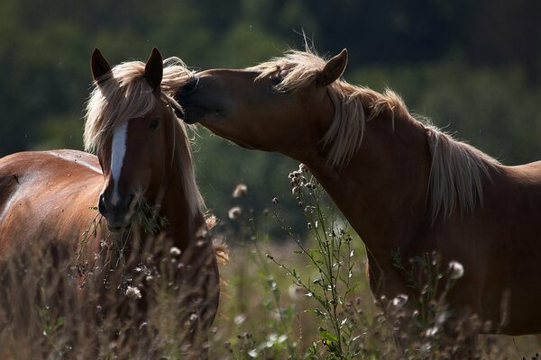 Caballos jugando en la hierba alta