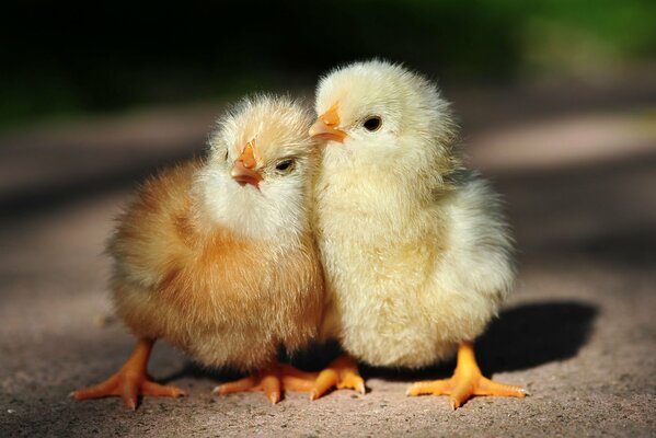 Couple de poussins blottis les uns contre les autres