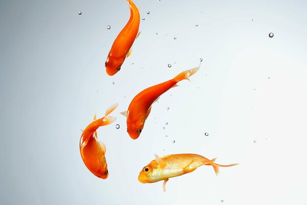 Four goldfish swim in an aquarium