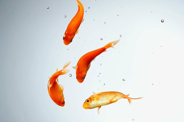 Четыре золотые рыбки плавают в аквариуме