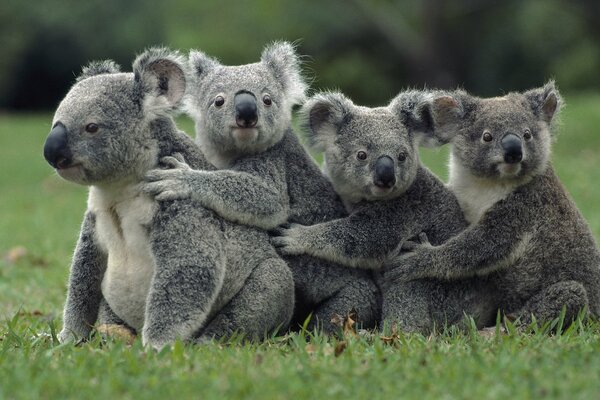 Maravillosa familia de hermosos koalas