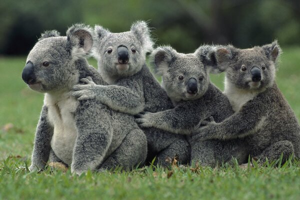 Cudowna rodzina pięknych koali