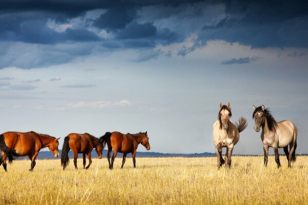 Chevaux paissent sur le terrain