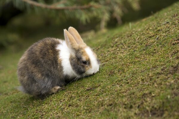 Schönes Kaninchen auf dem Rasen