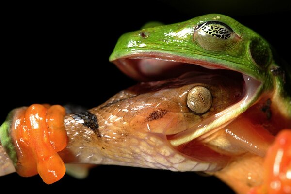 Makrofoto, Schlange beißt Frosch