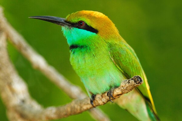 Oiseau avec un beau plumage