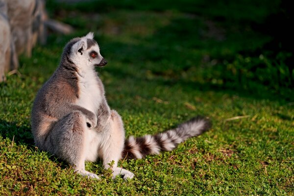 Lemur wygrzewa się w słońcu odpoczywa