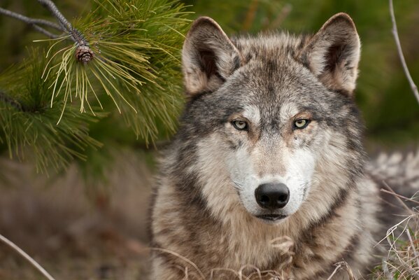 Loup. Le regard dur d un prédateur