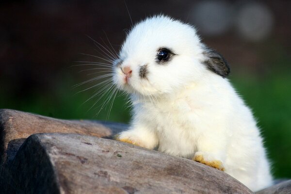 El pequeño conejo blanco se sienta presionando las orejas