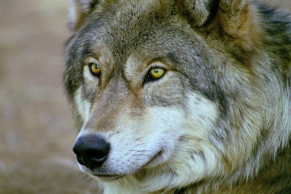 Ein einsamer Wolf auf seiner Jagd