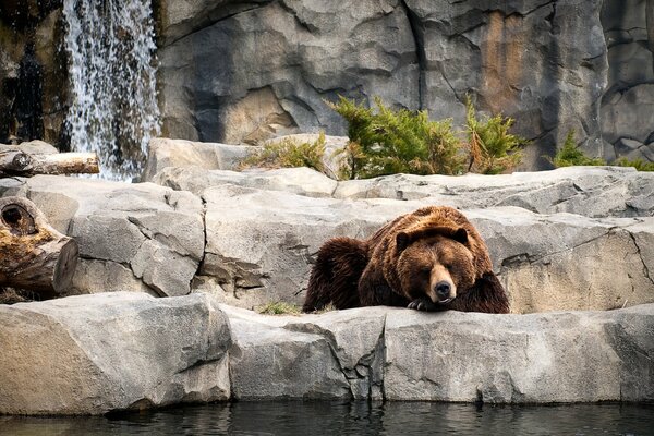 Бурый медведь на камнях у водопада