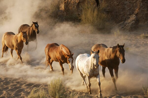 Un troupeau de chevaux galopant dans le sable