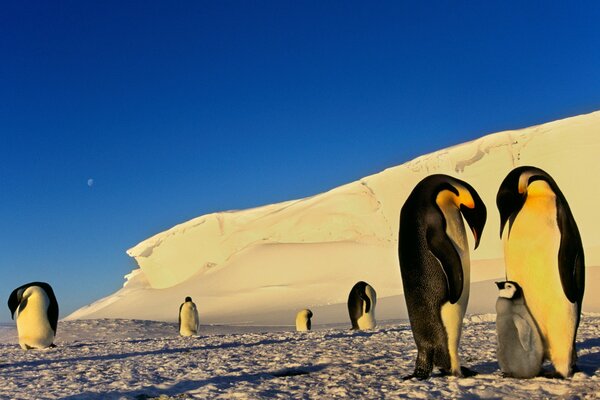 Zwei Pinguine kümmern sich um das Jungtier