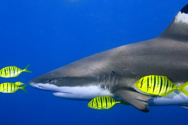 Requin et quatre poissons brillants