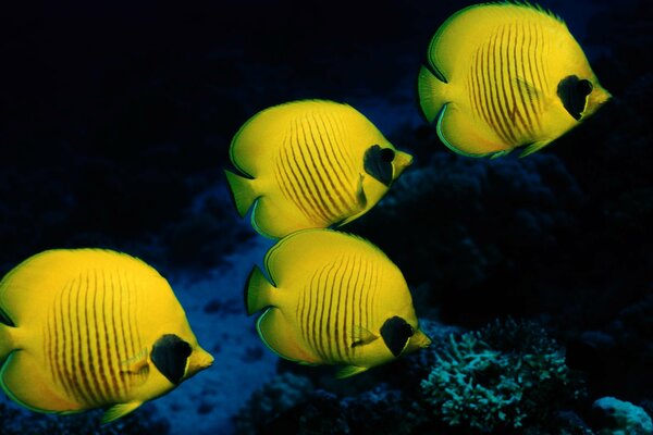 Monde sous-marin. Mer. Caralla. Poissons jaunes. Quatre poissons jaunes