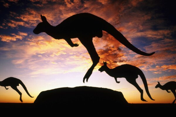 Kangaroos jump at sunset