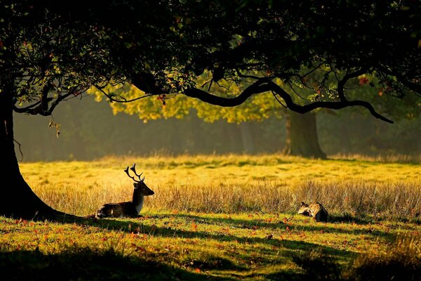 Junghirsch im Freien im Gras