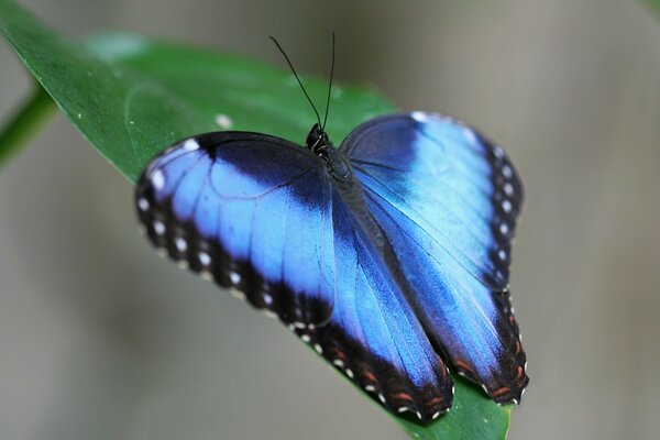 Mariposa azul en una hoja