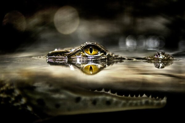 Crocodile in the river. Predatory look