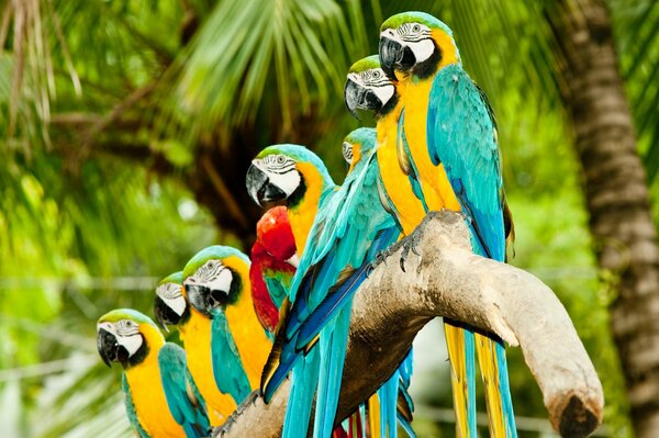 Famille de perroquets Ara sur les palmiers