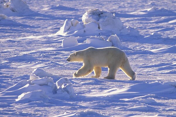 Oso polar del Norte del Ártico