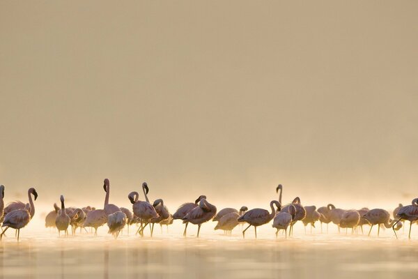 Eine Herde von Flamingos im Schoß der Natur