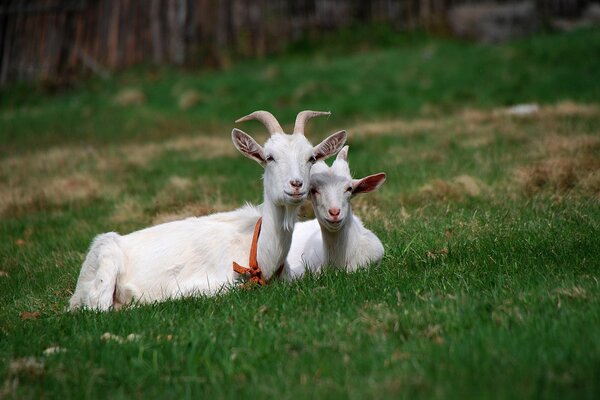 Cute goats on the green lawn