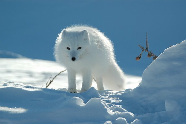 Weißer Fuchs in der schneebedeckten Tundra